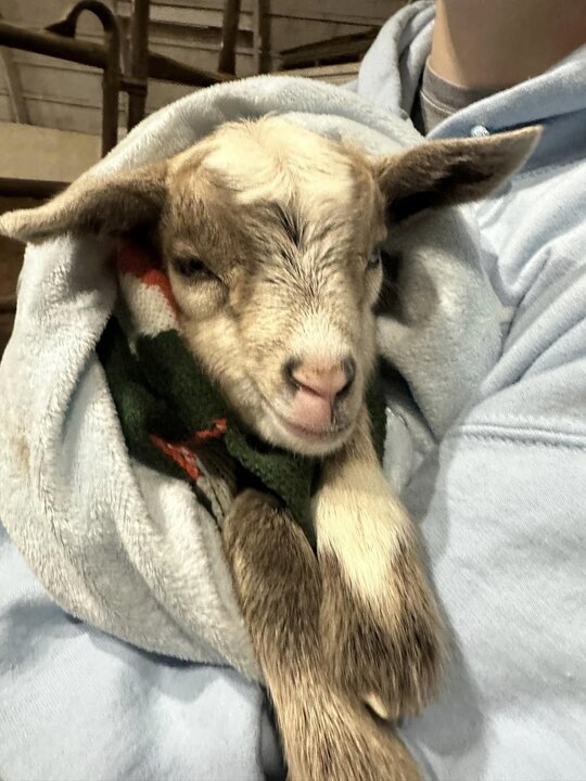 Justin holding a baby goat swaddled in a blanket